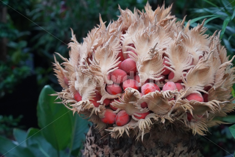 식물,꽃,식물원,배경,화분,식물,자연,plants,nature
