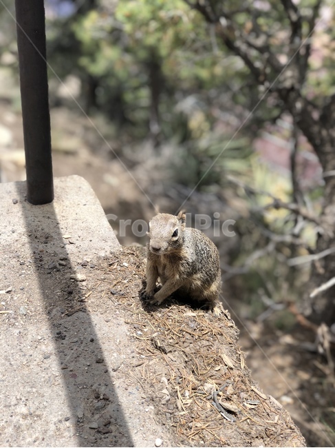 다람쥐,자연,동물,미국다람쥐,풍경,동물,animal,포유류,mammal