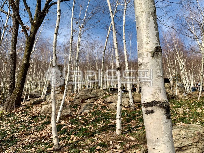 small forest,birch tree,birch trees,forest,birch tree branch,nature,birch,tree,branch