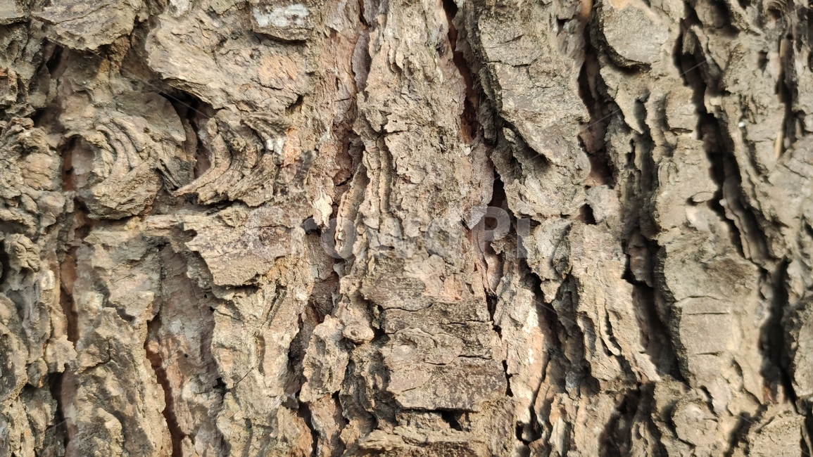 나무껍질,나무질감,식물,나무,plant,tree,bark,woodtexture,식물,자연,plants,nature,나무,trees,wood,텍스처,질감,패턴,texture,pattern