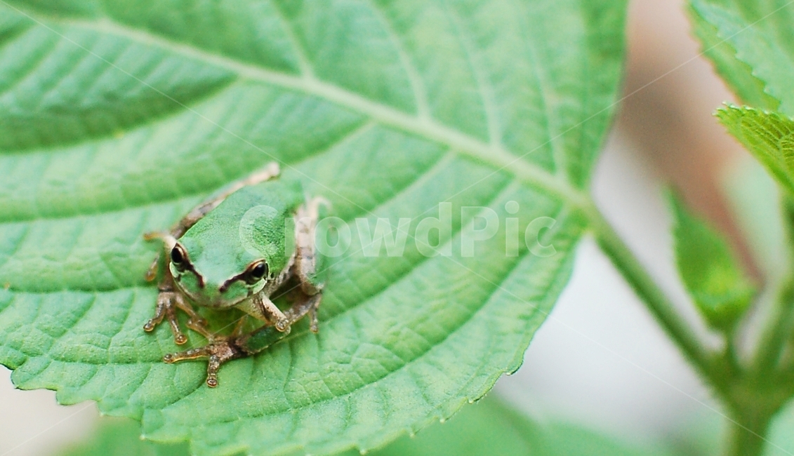 청개구리,늦여름,개구리,양서류,보호색,동물,animal,파충류,양서류,reptile,amphibian