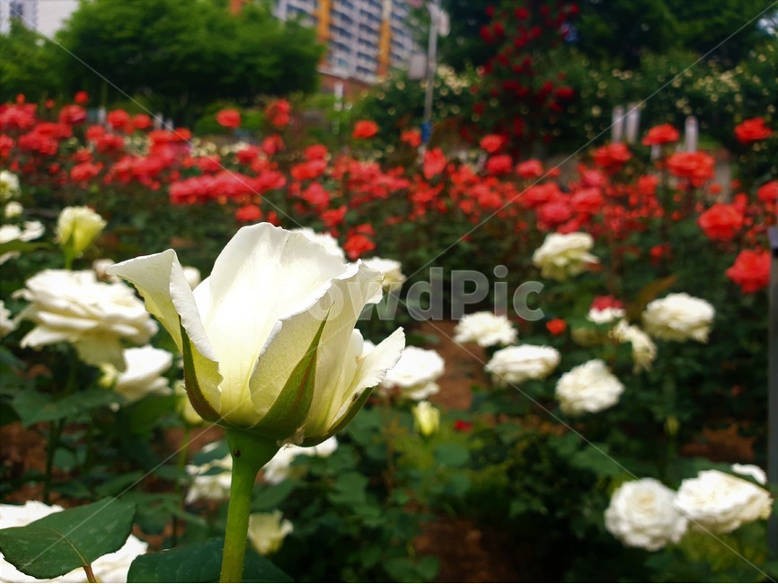 꽃,하얀꽃,정원,화원,식물,flower,whiteflower,garden,plant,자연,nature,식물,자연,plants,nature,꽃,flower