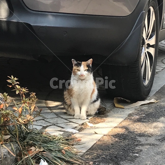 고양이,동물,동네,길고양이,얼룩고양이,삼색고양이