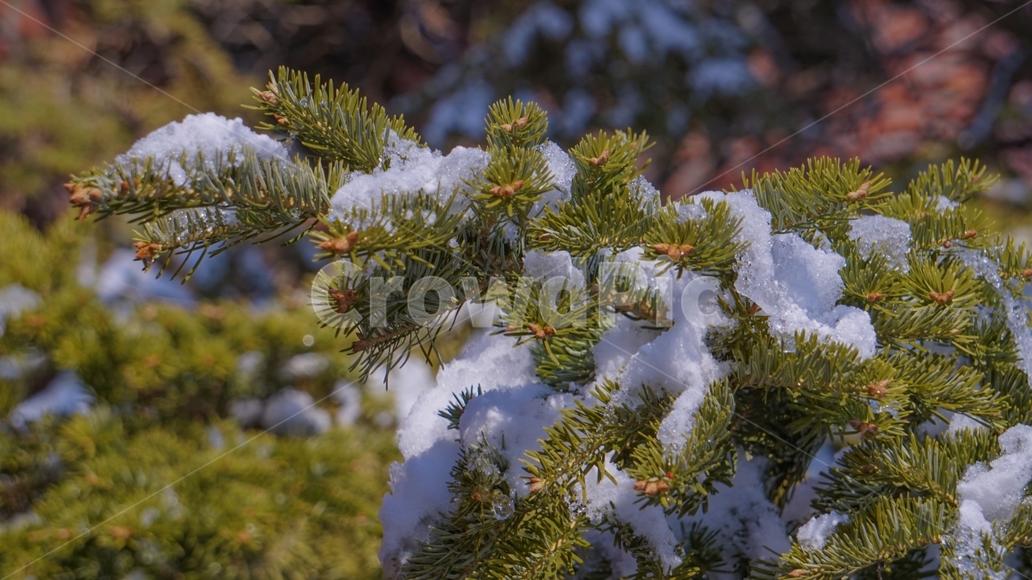 솔잎,겨울,눈,차가운,계절,겨울,계절,winter,season,식물,자연,plants,nature,감성,sensible,feeling