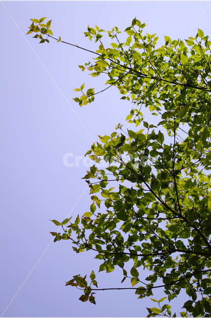 식물,plants,nature,나무,산딸나무,하늘,color,식물,자연,plants,nature