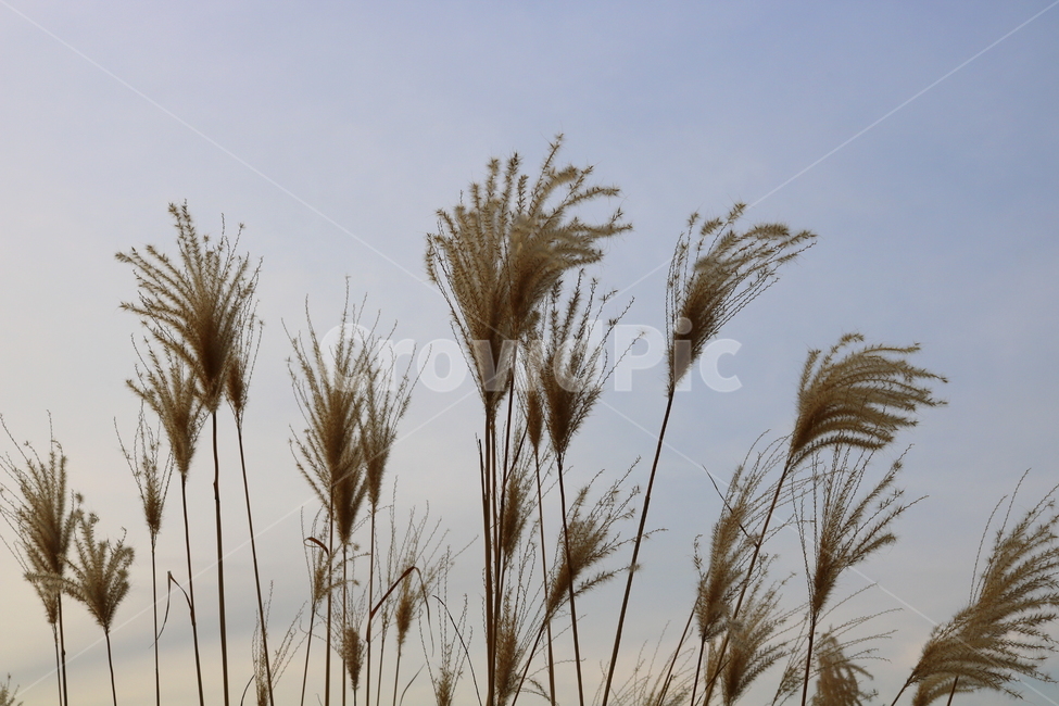 억새,풀,억새풀,식물,벼과,벼과식물,자연,풍경,두영,겨울,식물,자연,plants,nature