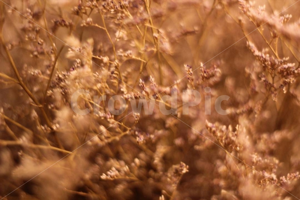 꽃,식물,자연,드라이플라워,카페,아웃포커싱,조화,가지,식물,자연,plants,nature,꽃,flower,감성,sensible,feeling