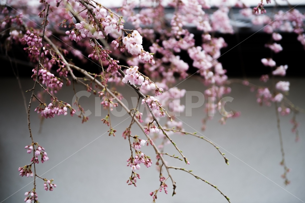 식물,감성,봄,벛꽃,분홍,핑크,사쿠라,식물,자연,plants,nature,봄,계절,spring,season,꽃,flower,plant