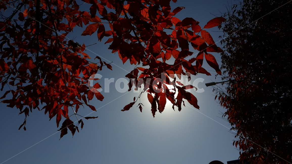 plant,식물,leaf,잎,tree,나무