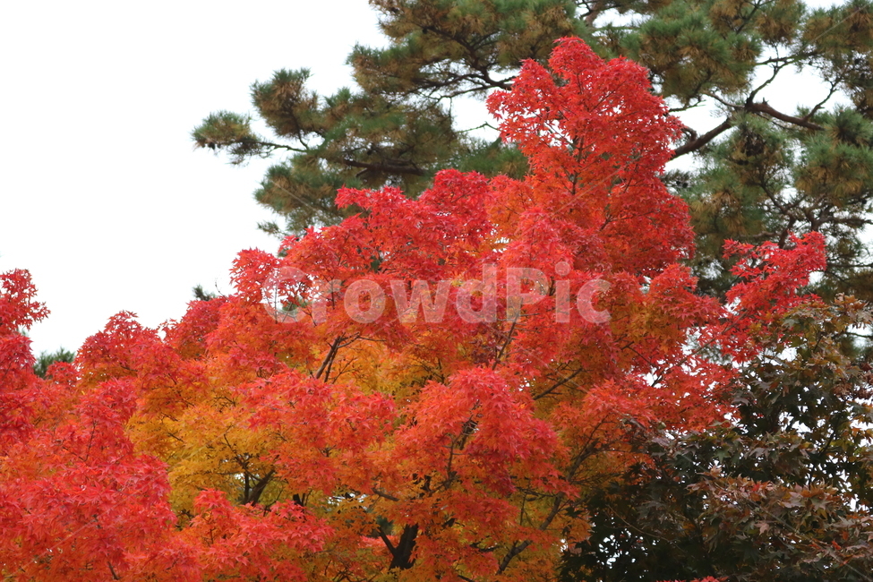 나무,단풍,단풍나무,식물,가을,자연,가을,계절,fall,autumn,season,식물,자연,plants,nature,나무,trees,wood,tree,plant,leaf,잎,maple