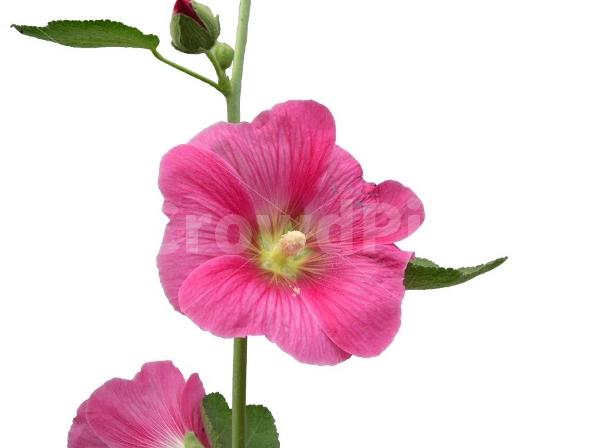 접시꽃,꽃,식물,누끼,플라워,flower,hollyhock,식물,자연,plants,nature,꽃,flower,누끼,remove background