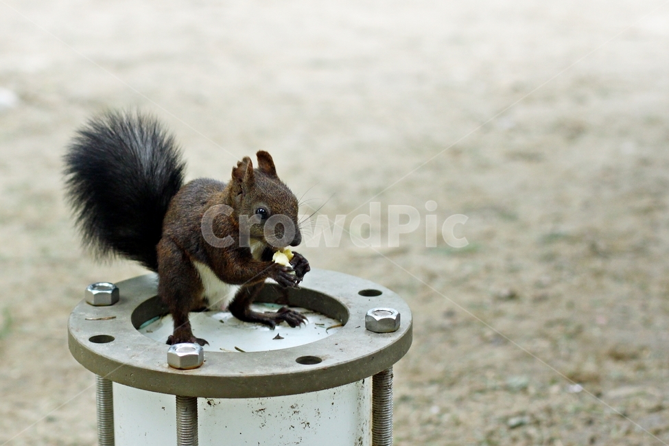 청설모,포유류,다람쥐과,squirrel,스크럴,동물,자연,먹이먹기,동물,animal,포유류,mammal