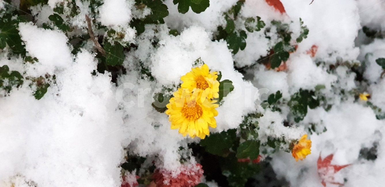 겨울꽃,눈속꽃,첫눈,쌓인눈,민들레,겨울,계절,winter,season,식물,자연,plants,nature,꽃,flower