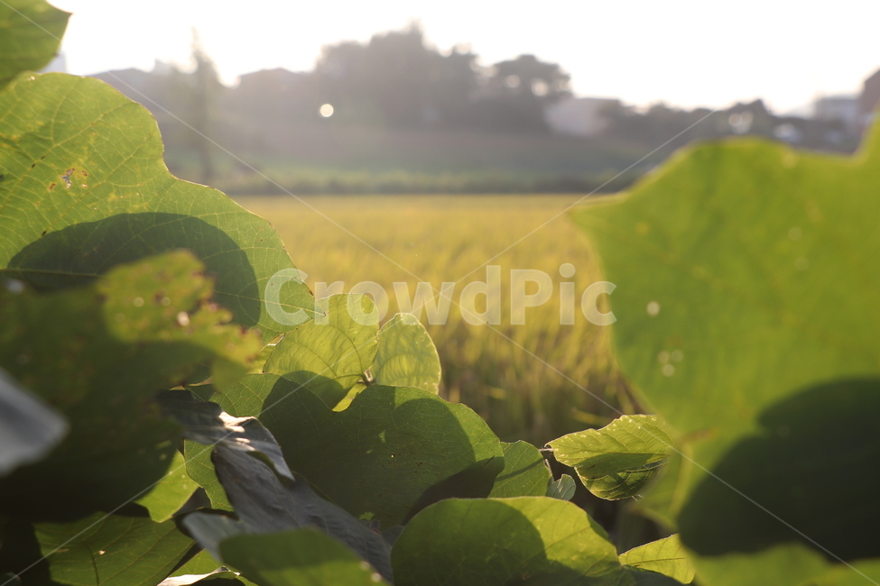 가을,논,벼,시골,fall,가을,계절,fall,autumn,season,plant,식물,leaf,잎