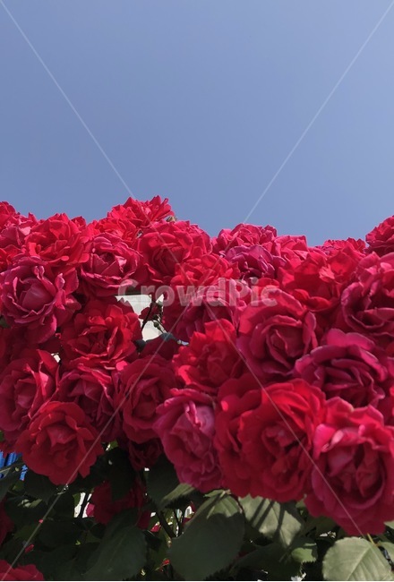 자연,감성,꽃,장미,장미꽃,식물,자연,plants,nature,꽃,flower