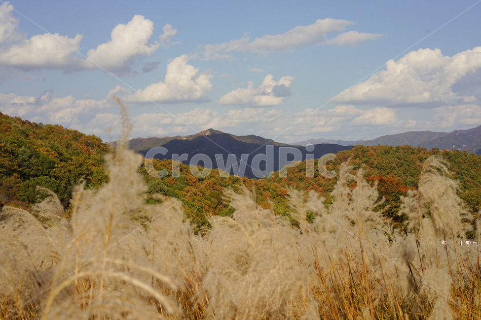 억새,가을,단풍,산맥,산,마운틴,fall,autumn