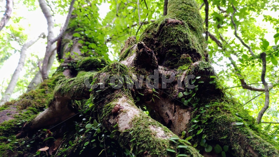 제주도,제주숲,곶자왈,제주원시림,제주화산암,jejuforest,nature,green,jejuforestlandscape,tree,forest,자연,제주도자연