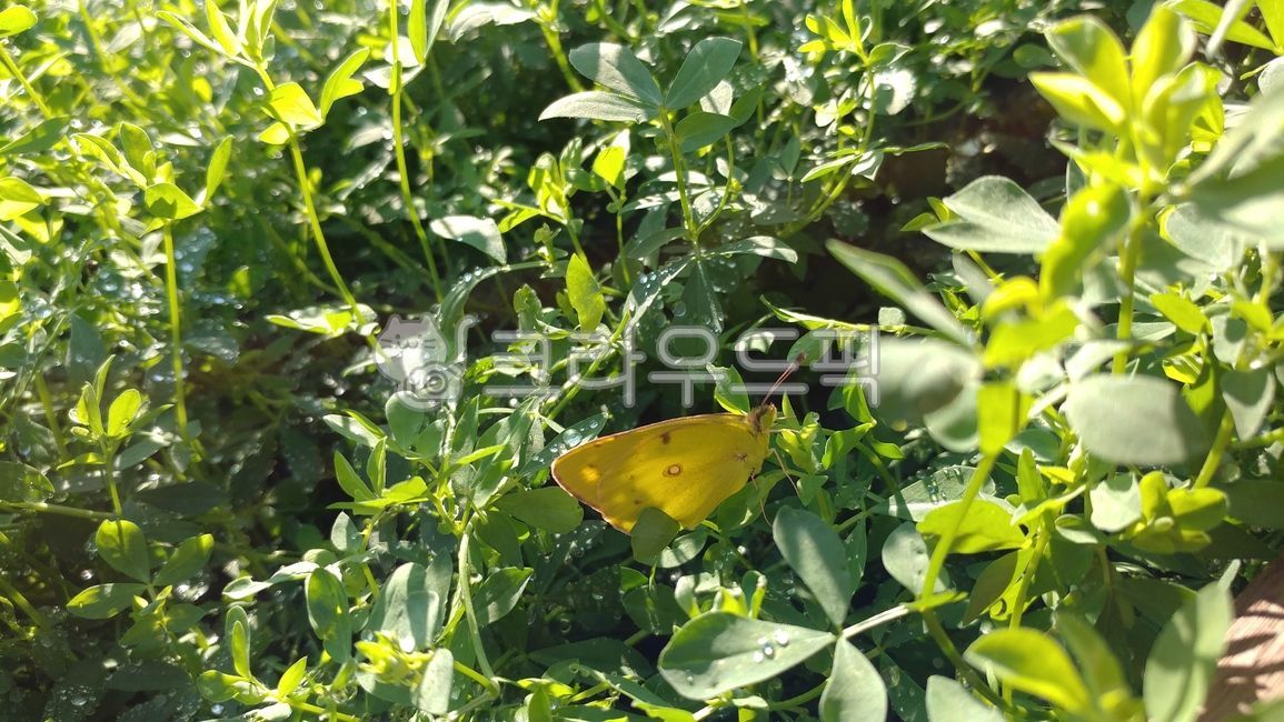yellow butterfly,butterfly,plant,insect,leaf