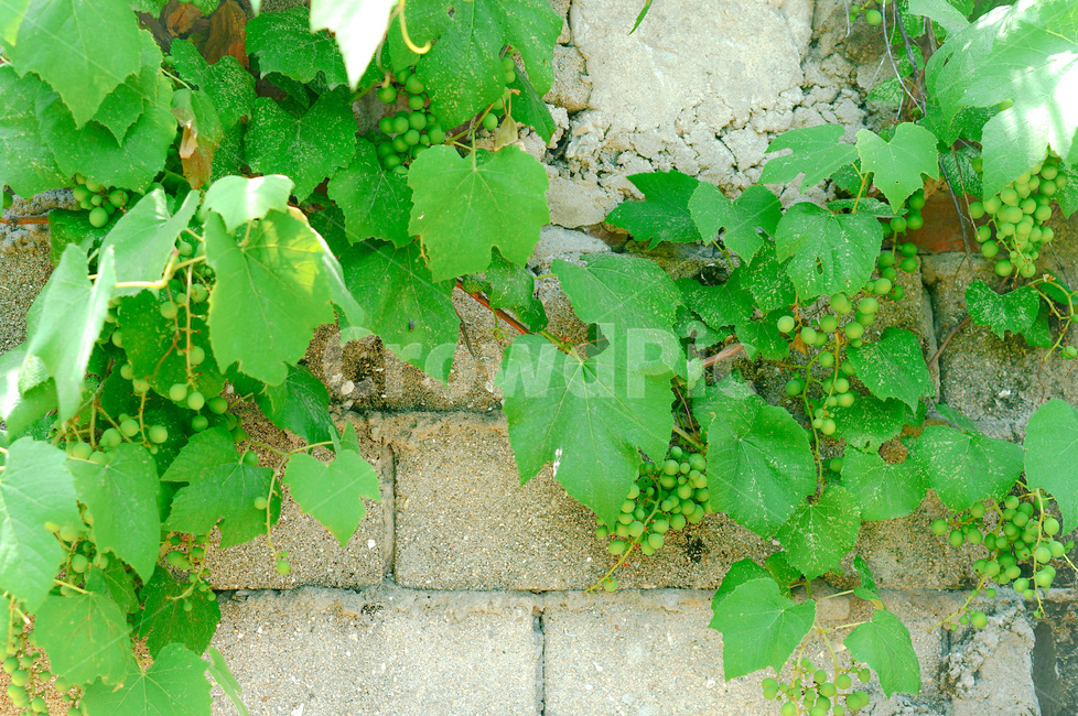 포도,청포도,포도덩굴,잎사귀,푸른,초록,벽,벽돌,거친,콘크리트,자연,grape,climbingplant,leaf,green,wall,brick,rough,nature,concrete,식물,자연,plants,nature