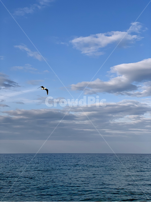 bird,새,animal,동물,sky,하늘,갈매기,gull,seagull,날다,fly,바다,sea,물,water