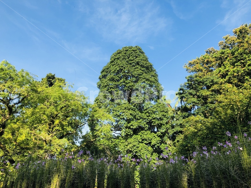 자연,식물,나무,하늘,푸른,맑은날,자연,풍경,nature,landscape,tree,plant