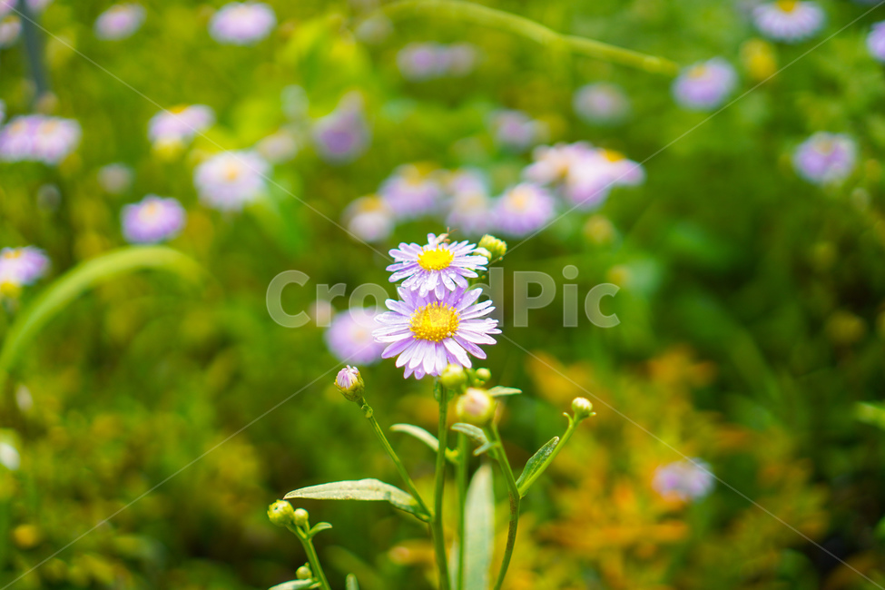 꽃,flower,식물,plant,보라색,식물,자연,plants,nature,꽃,flower