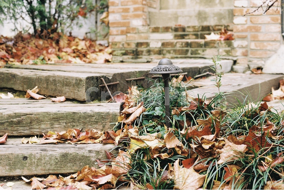 가을,단풍,낙엽,정취,계단,주택,마당,가을,계절,fall,autumn,season,식물,자연,plants,nature,감성,sensible,feeling,leaf,잎,plant