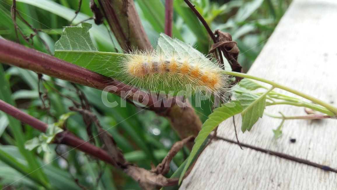 애벌레,곤충,나방,논생태,논,동물,animal,곤충,벌레,insect,bug