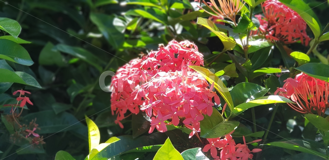 여름,해외,꽃,하와이,flowers,채도,색감,분위기,햇살,summer,plant,식물,leaf,잎,nature,옥외,날씨,경관,화사한,식물,자연,plants,nature,꽃,flower