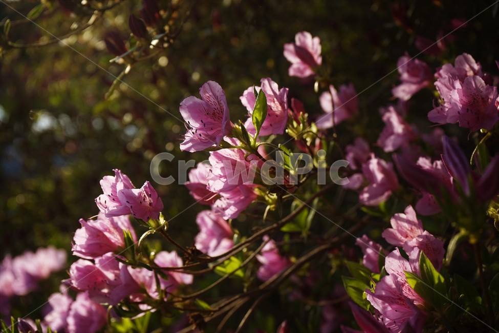 꽃,계절,연산홍,식물,flower