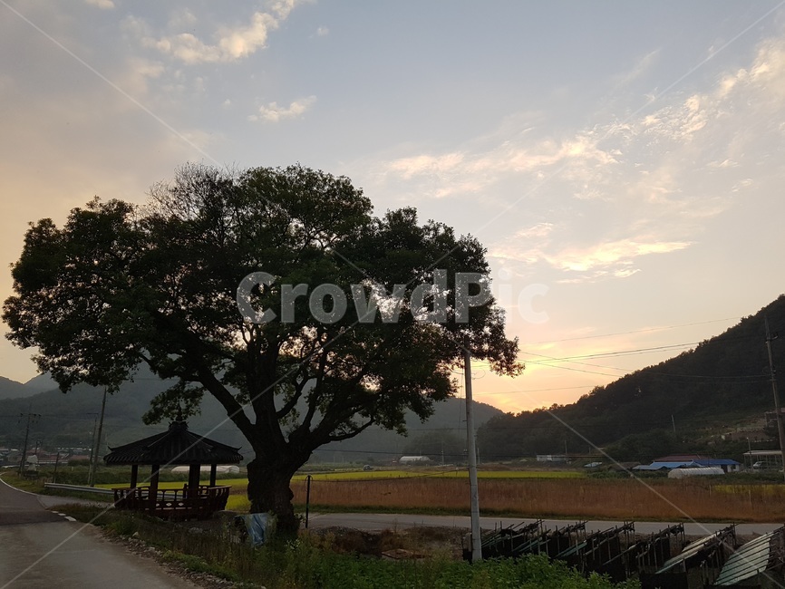 tree,나무,outdoors,옥외,노을