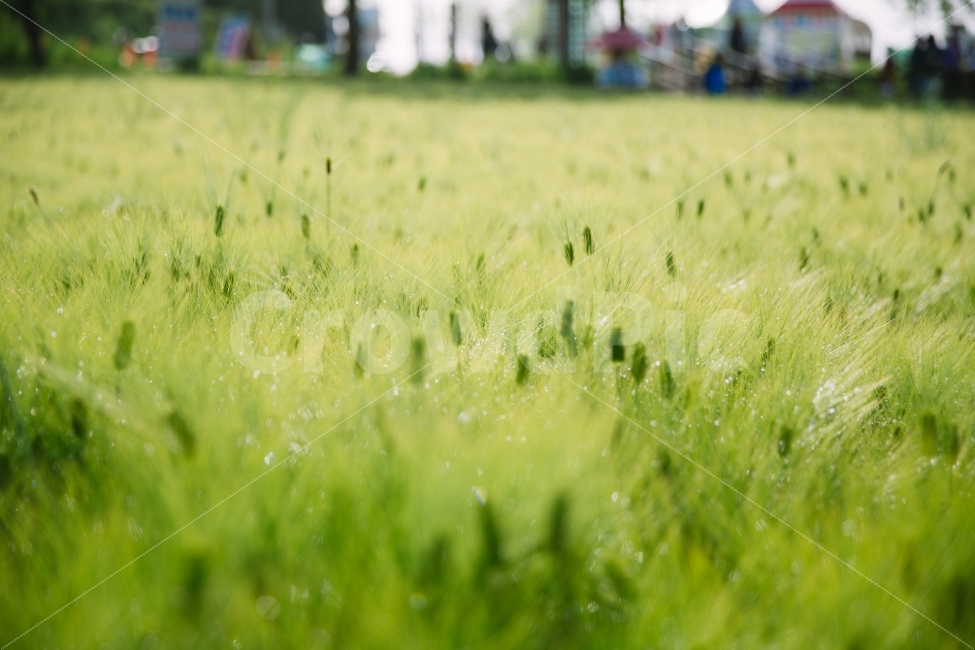 보리,학원농장,아침,이슬,고창,자연,풍경,nature,landscape,plant,식물,grass,잔디,field,들,outdoors,옥외