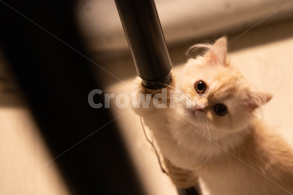 고양이,감성,귀여움,치명적,cute,pretty,cat