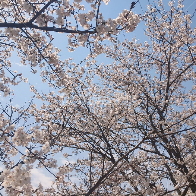 spring,벚꽃,봄,나무,하늘,꽃,sakura,tree,flower,sky,cherryblossom,사쿠라,분홍색,pink,하늘색,배경,background,벚나무