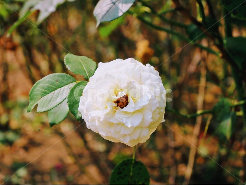 꽃,한송이,흰색,식물,순백,동그란,동글,동글동글,식물,자연,plants,nature,꽃,flower