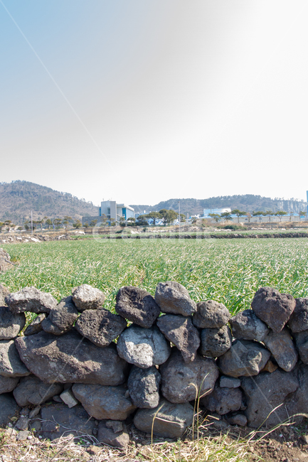 돌담,제주돌담,담벼락,돌담시공,돌,돌담집,돌담길,제주도,제주,jeju,jejuisland,자연,풍경,nature,landscape,제주도,jeju,jeju island,wall,벽,rubble,파편