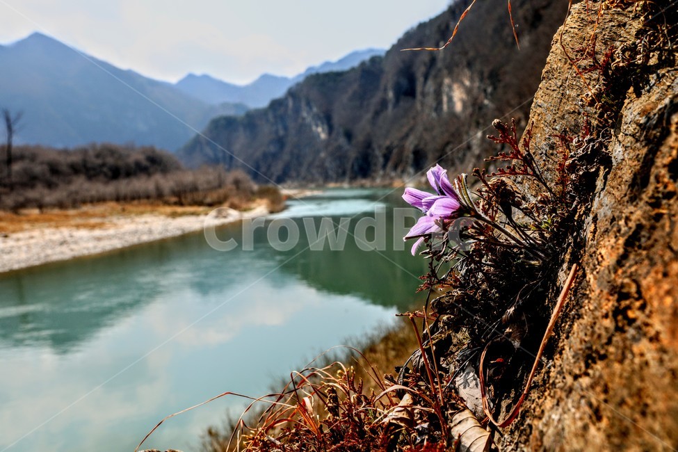 할미꽃,동강,정선,분홍,산,식물,자연,plants,nature,꽃,flower