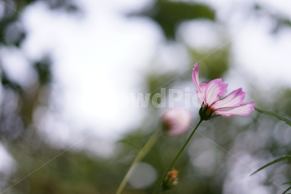 식물,blossom,꽃,flower,코스모스,식물,자연,plants,nature,꽃,flower