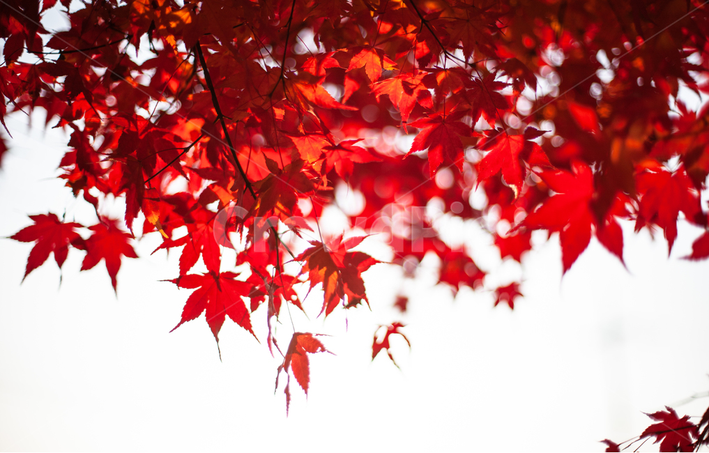 단풍,가을,maple,단풍나무,autumn,fall,가을,계절,fall,autumn,season,leaf,잎,plant,식물,tree,나무
