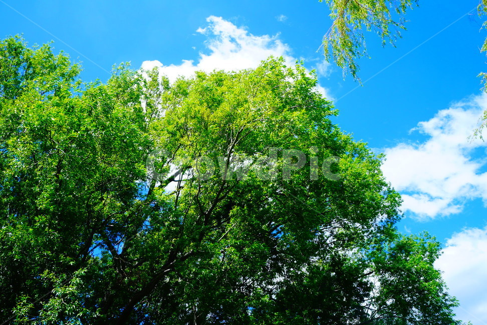 하늘,자연,푸른,나무,여름,구름,자유,자연,풍경,nature,landscape,tree,plant,식물,tree trunk,나무 줄기