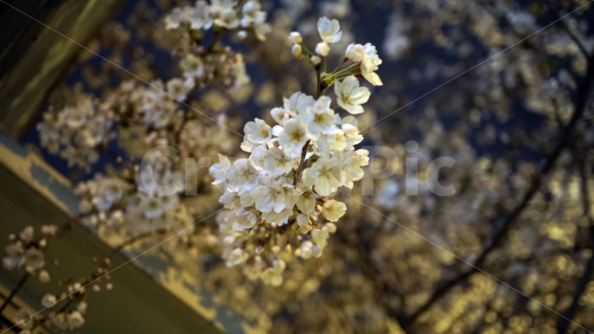 꽃,벗꽃,사쿠라,봄,나무,밤,어두운,어둠,야경,조명,라이트,마을,동네,sakura,flower,플라워,밤하늘,나뭇가지,자연,식물,풍경,벚꽃,식물,자연,plants,nature,봄,계절,spring,season,꽃,flower,야경,밤,풍경,nightscape,night,landscape,plant,blossom