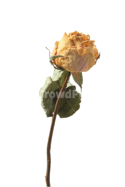 꽃,플라워,드라이플라워,로즈,장미,노랑,노란색,옐로우,건조,말린,건조시킨,잎,잎사귀,나뭇잎,드라이,흰배경,식물,자연,꽃,flower,누끼,remove background