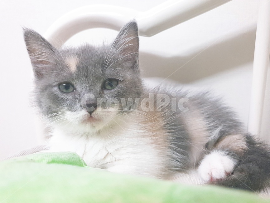 고양이,먼치킨,애기고양이,앉아있는,귀여운