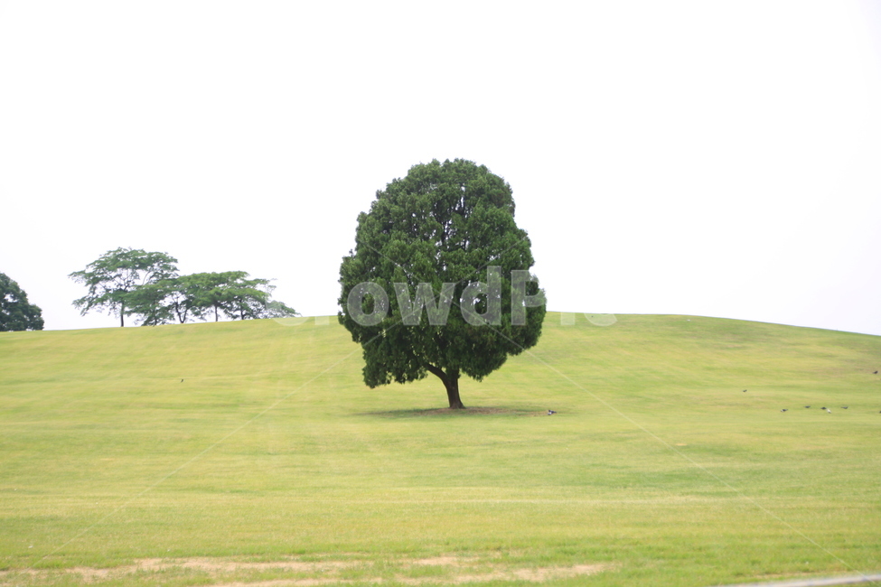 공원,왕따나무,한그루,나무,올림픽공원,park,outcasttree,singlecrop,pieceofwood,olympicpark,식물,자연,plants,nature,나무,trees,wood