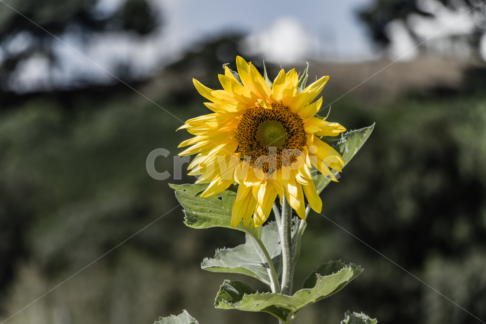 해바라기,노란해바라기,푸른하늘,해바라기꽃밭,해바라기꽃,식물,자연,plants,nature,꽃,flower