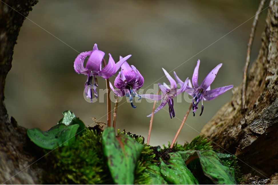 plant,식물,blossom,얼레지,얼레지꽃,보라색,야생화,자연,봄꽃,봄,flower,꽃,식물,자연,plants,nature,꽃,flower