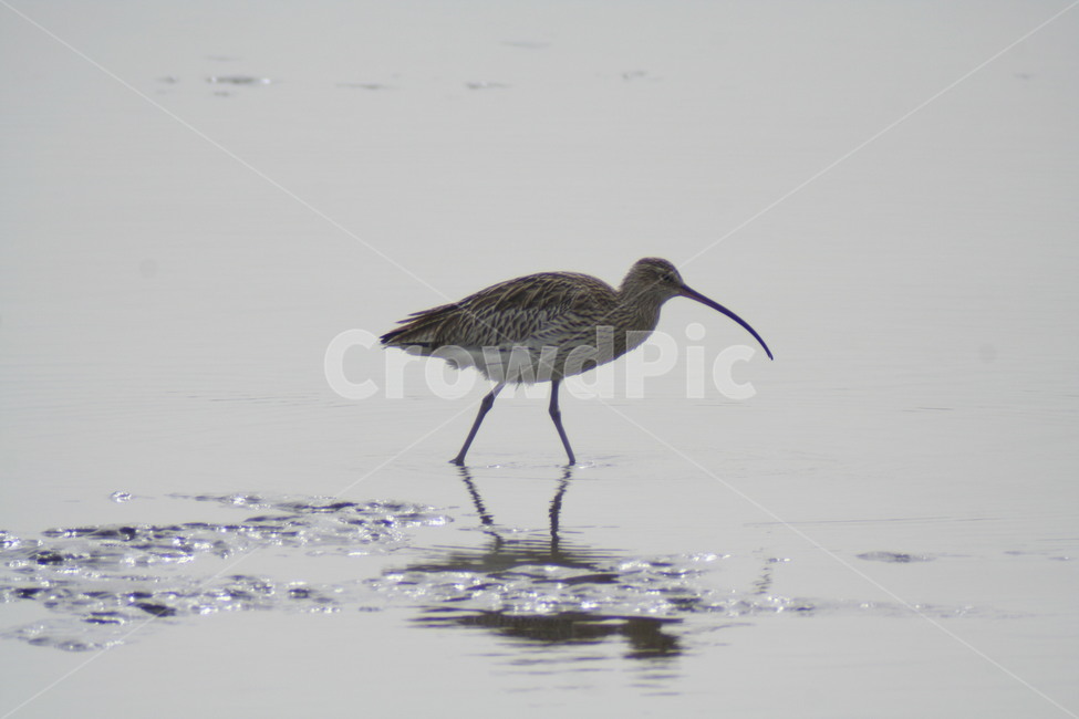 마도요,철새,겨울철새,조류,탐조,동물,animal,조류,새,birds