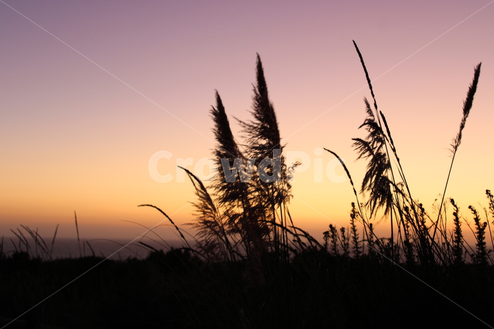 갈대,reed,plant,sunset,노을,해질녘,황혼,바람,평화로움,잔잔한여운