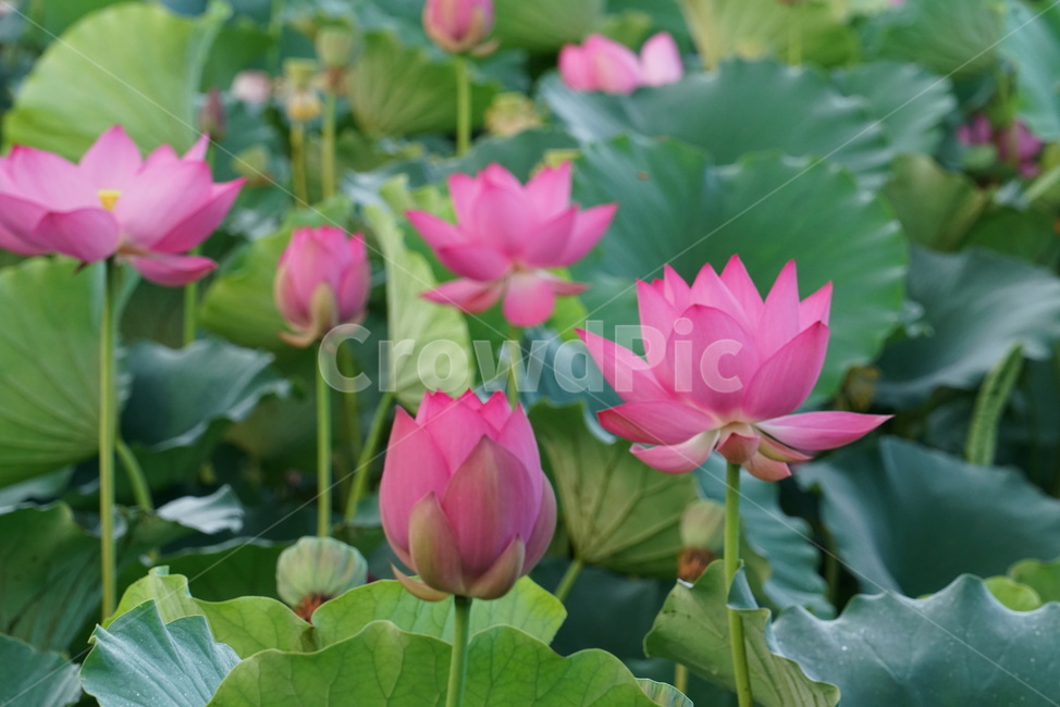 연꽃,lotus,수생식물,식물,연못,수련