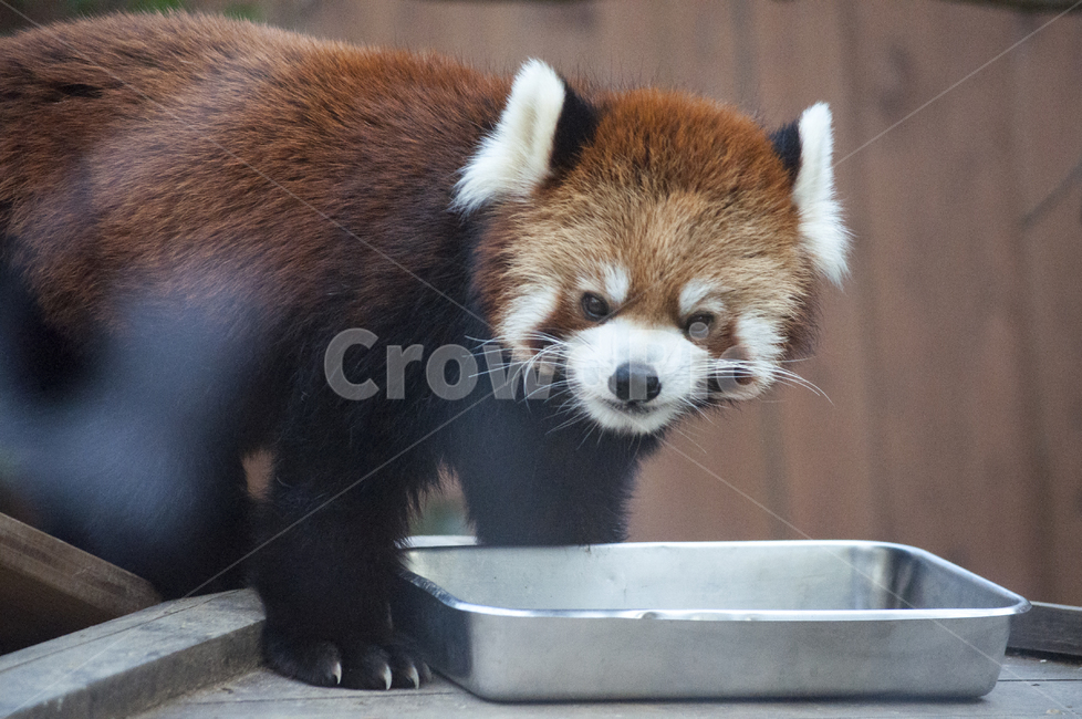 랫서팬더,동물,동물원,레서판다,렛서팬더,동물,animal,포유류,mammal